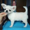Teacup chihuahua puppies for sale near me