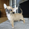 teacup chihuahua puppies sale