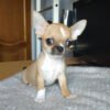 teacup chihuahua puppies sale
