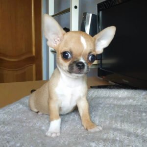 teacup chihuahua puppies sale