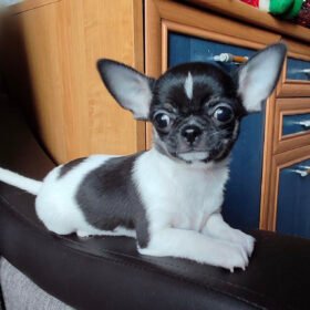 Chihuahua puppies for sale near me under $200