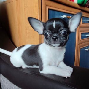 Chihuahua puppies for sale near me under $200