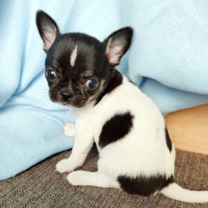Chihuahua puppies for sale near me under $200