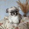 Teacup chihuahuas for sale by owner