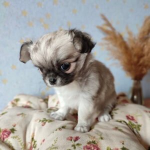 Teacup chihuahuas for sale by owner