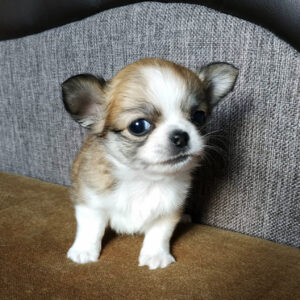 chihuahua puppies for sale by owner