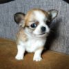 chihuahua puppies for sale by owner
