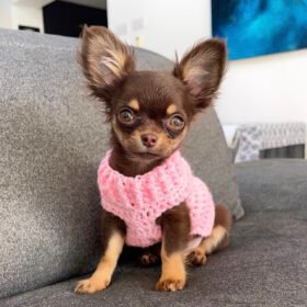 Craigslist chihuahua puppies