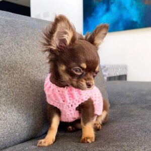Craigslist chihuahua puppies