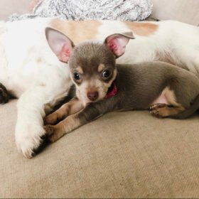 Chihuahua puppies for sale in pa under $500