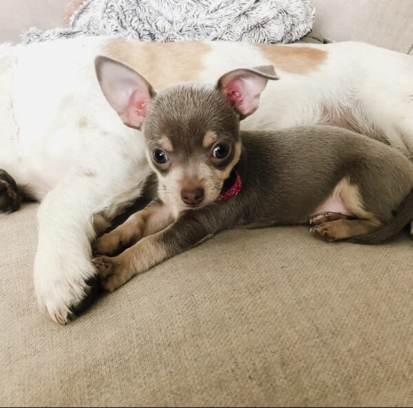 Chihuahua puppies for sale in pa under $500