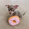 Chihuahua puppies for sale in pa under $500