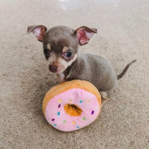 Chihuahua puppies for sale in pa under $500