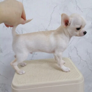 Teacup chihuahua for sale under $500