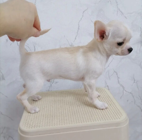 Teacup chihuahua for sale under $500