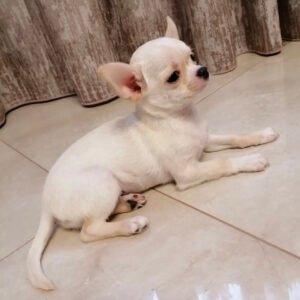Teacup chihuahua for sale under $500