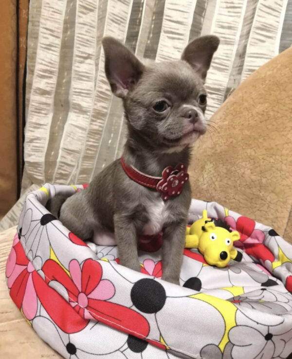 Teacup chihuahua for sale under $500 texas