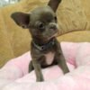 Teacup chihuahua for sale under $500 texas