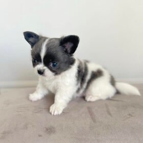 Teacup chihuahua for sale under $500 near me