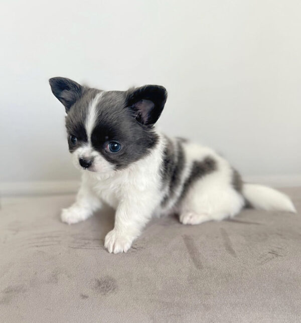 Teacup chihuahua for sale under $500 near me