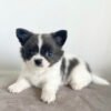 Teacup chihuahua for sale under $500 near me