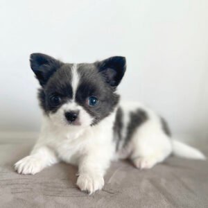 Teacup chihuahua for sale under $500 near me