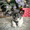 chihuahua puppies near me for sale