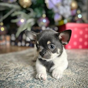chihuahua puppies near me for sale