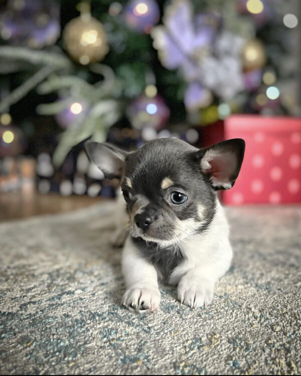 chihuahua puppies near me for sale