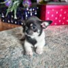chihuahua puppies near me for sale