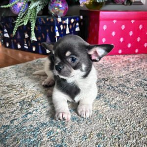chihuahua puppies near me for sale