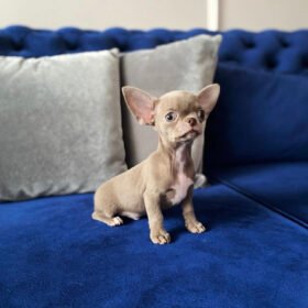 Teacup chihuahua for sale