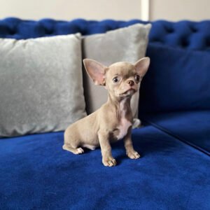 Teacup chihuahua for sale