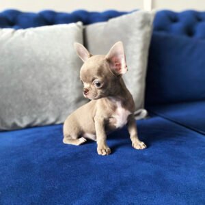 Teacup chihuahua for sale