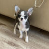 Teacup chihuahuas for sale