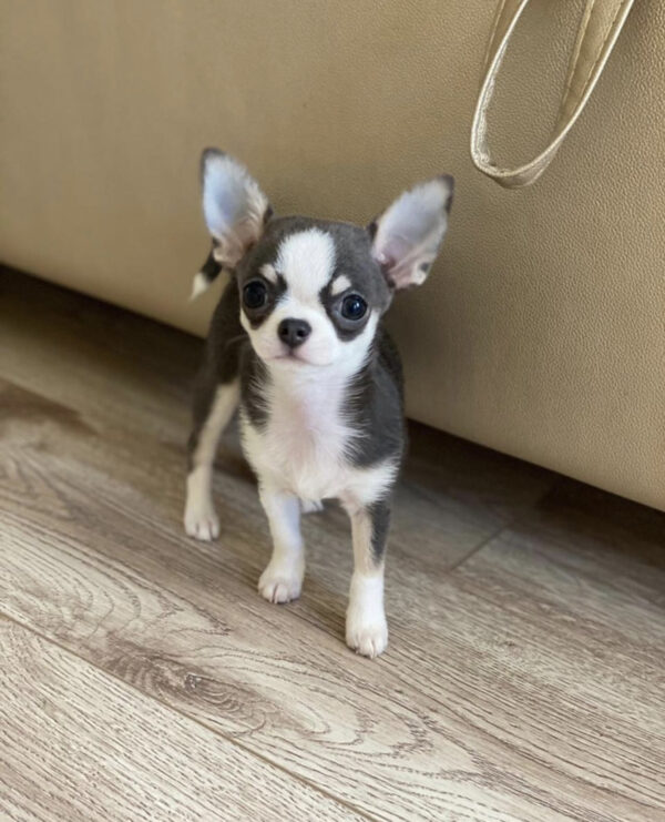 Teacup chihuahuas for sale