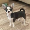 Teacup chihuahuas for sale