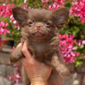 craigslist chihuahua craigslist chihuahua