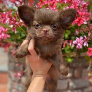 craigslist chihuahua