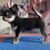 Chihuahua puppies for sale in PA