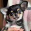 Chihuahua puppies for sale in PA