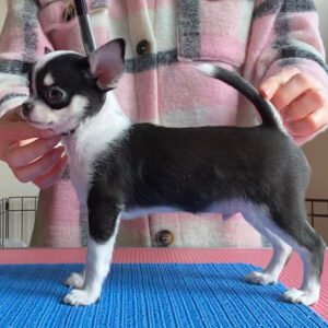 Mini chihuahua for sale
