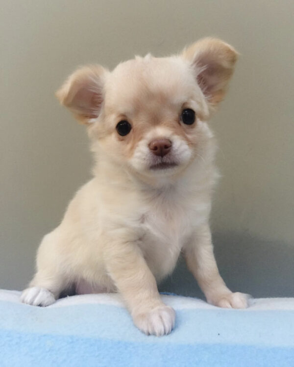 Toy chihuahua for sale