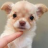 Toy chihuahua for sale