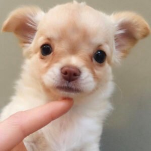 Toy chihuahua for sale