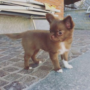Teacup chihuahua for sale craigslist