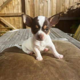 Chihuahua for sale