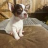 Chihuahua for sale