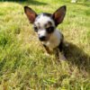 Merle chihuahua for sale