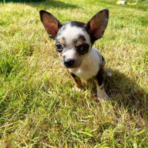 Merle chihuahua for sale
